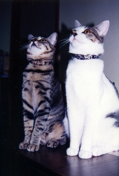 1997_s.jpg