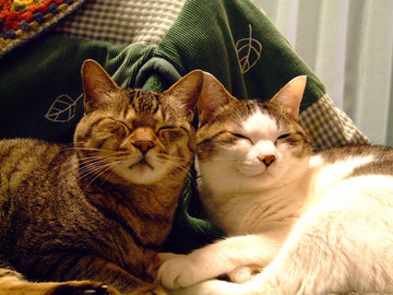 2007_1114_230400_s.jpg