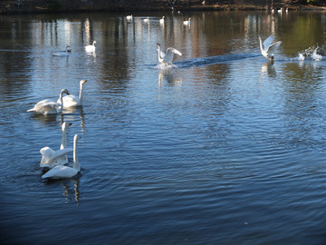 DSCF2995_s.jpg