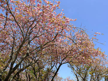 DSCF7718_s.jpg