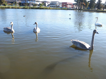 DSCF9430_s.jpg