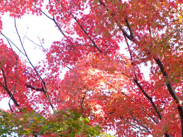 DSCF9627_s.jpg