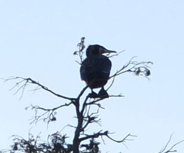 kawau02.jpg